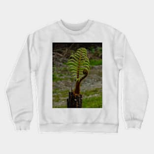 The Tree Fern Crewneck Sweatshirt